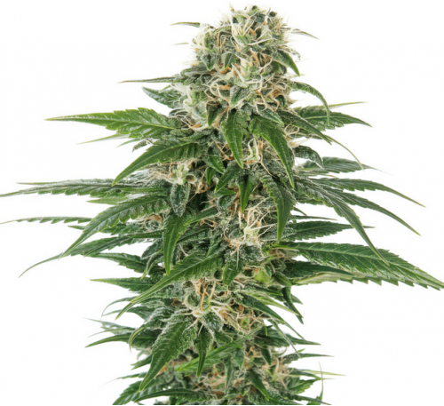 Ранній Дурбан (Photo.Fem.) 1 шт. / Early Durban 2024